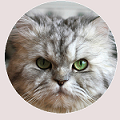 猫イメージ画像